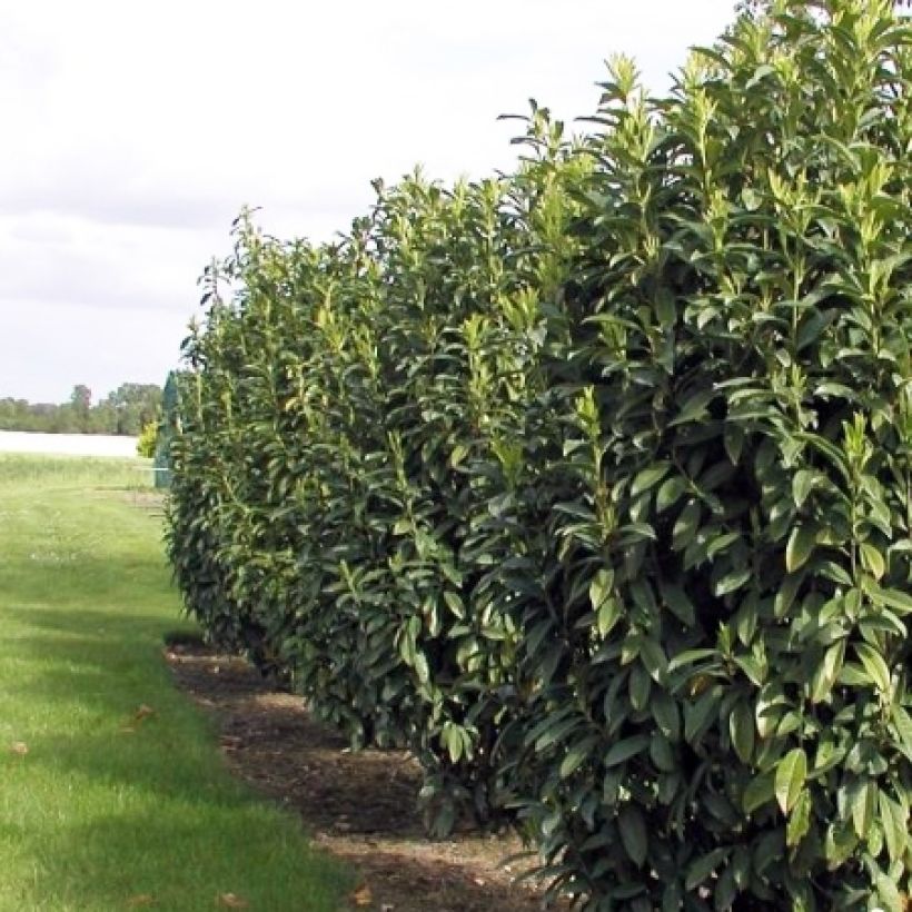 Laurier Cerise Genolia, Prunus laurocerasus Genolia, Laurière Genolia (Plant habit)