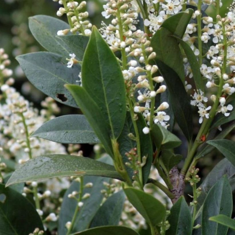 Laurier Cerise - Prunus laurocerasus Mano (Foliage)