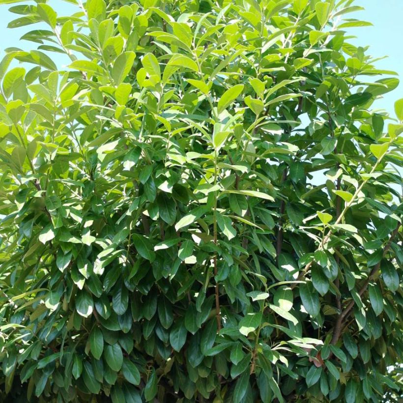 Laurier cerise - Prunus laurocerasus Novita (Plant habit)