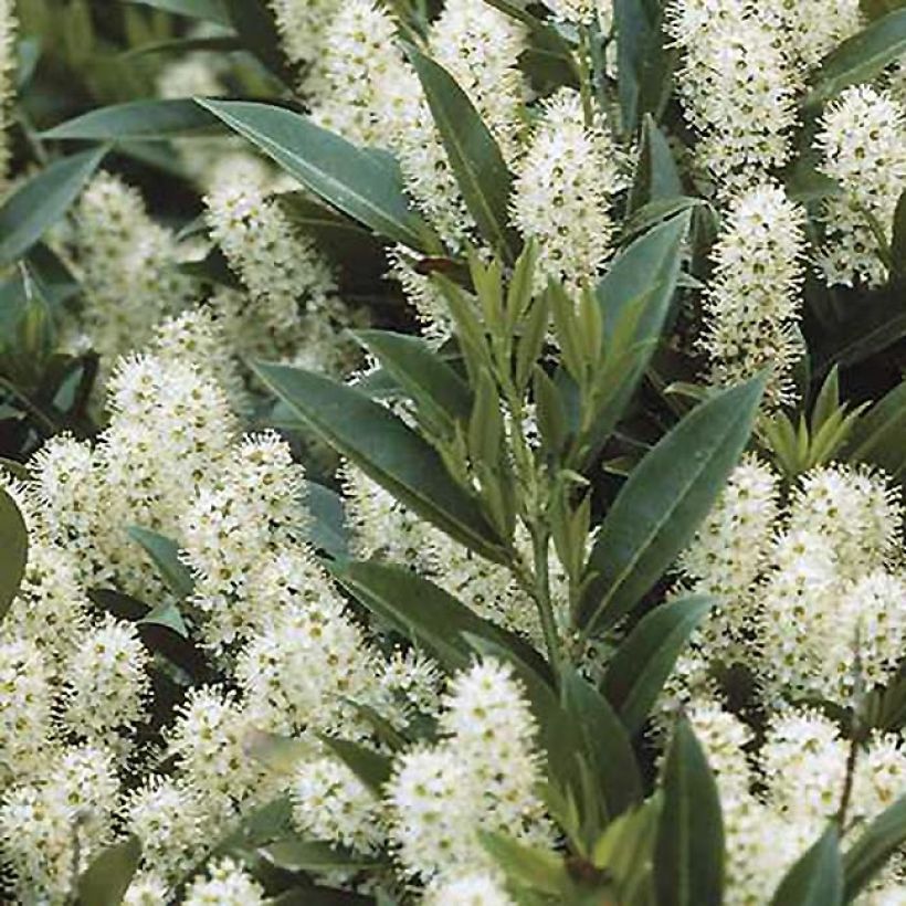 Laurier Cerise Zabeliana - Prunus laurocerasus (Foliage)