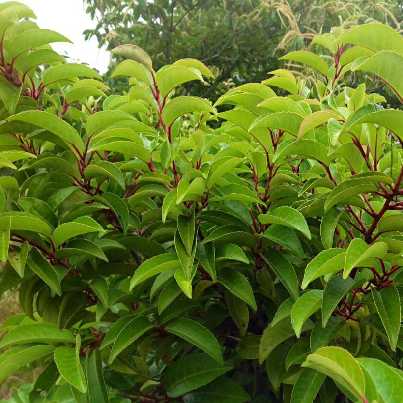 Prunus lusitanica Tico - Laurier des Açores (Foliage)