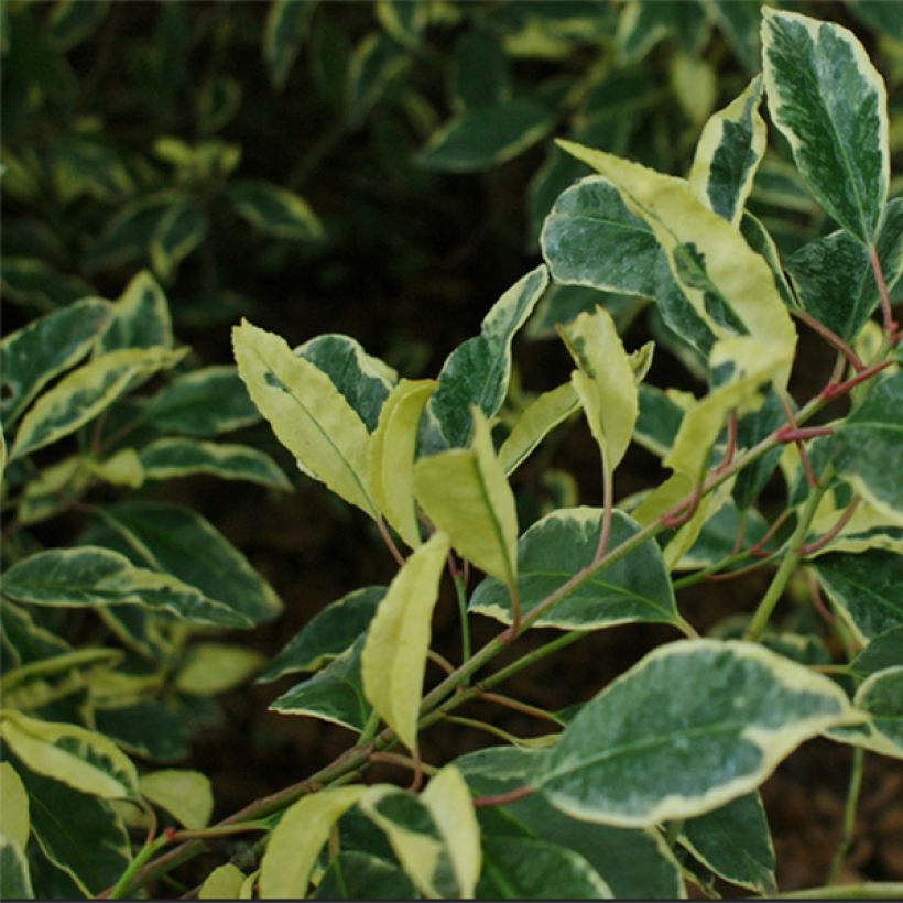 Laurier du Portugal panaché - Prunus lusitanica Variegata (Foliage)