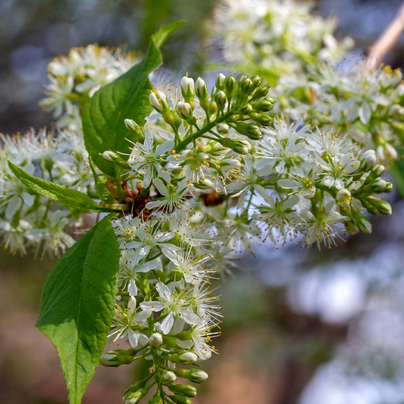 Prunus maackii Amber Beauty - Cerisier de Mandchourie (Flowering)