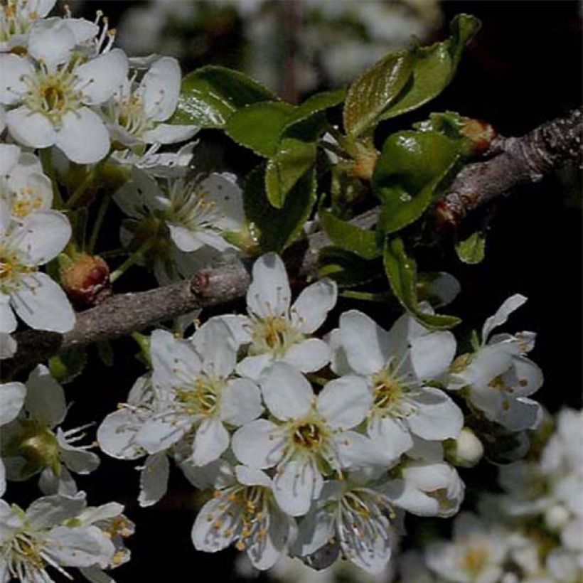Prunus mahaleb - Bois de sainte Lucie (Flowering)