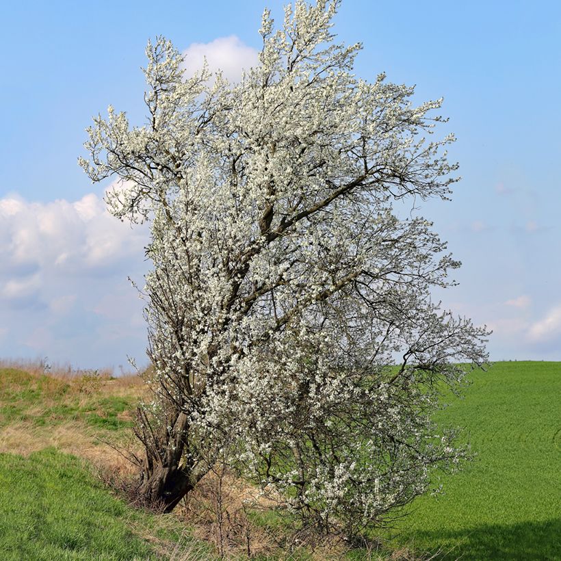 Prunus mahaleb - Bois de sainte Lucie (Plant habit)