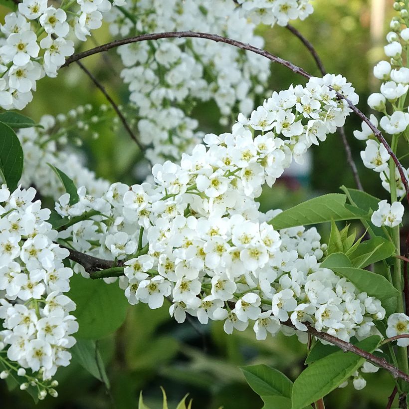 Prunus padus Le Thoureil - Cerisier à grappes  (Flowering)