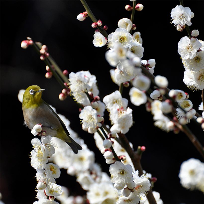 Pêcher à fleurs - Prunus persica Taoflora White (Flowering)