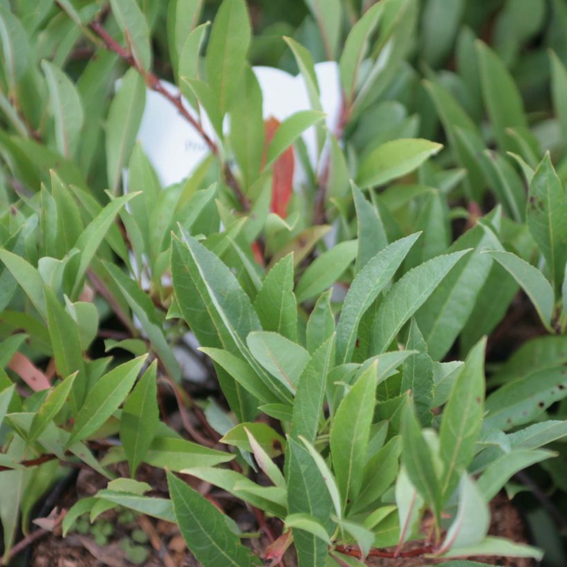 Cerisier nain rampant - Prunus pumila Depressa (Foliage)