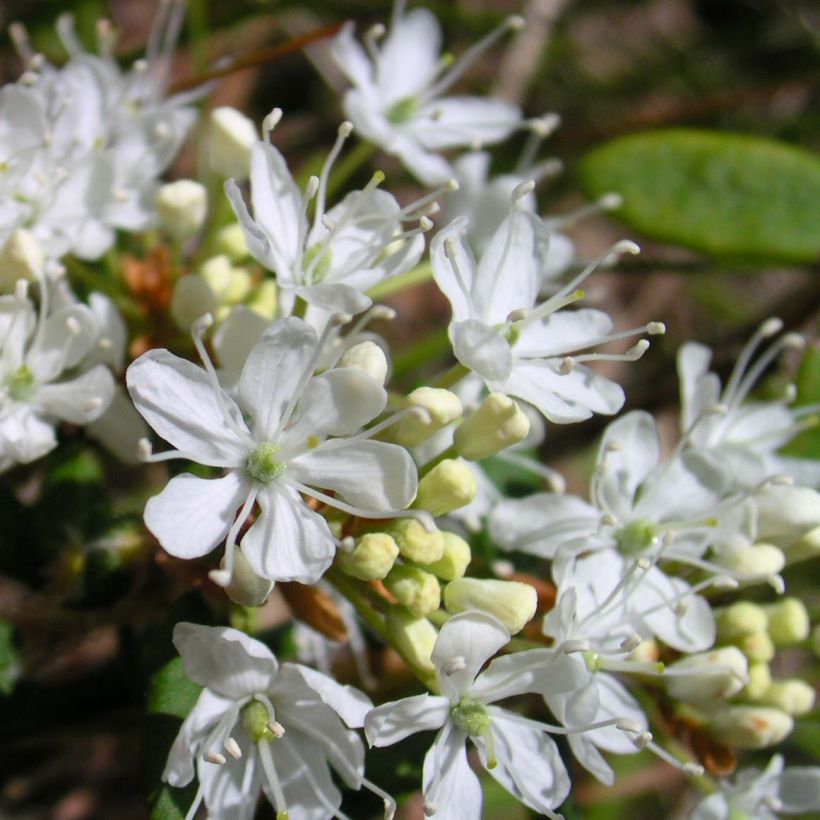 Cerisier nain rampant - Prunus pumila Depressa (Flowering)