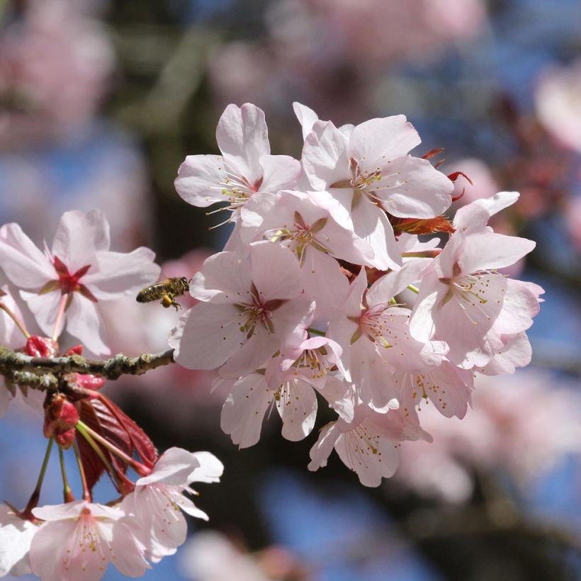 Cerisier à fleurs de Sargent - Prunus sargentii  (Flowering)