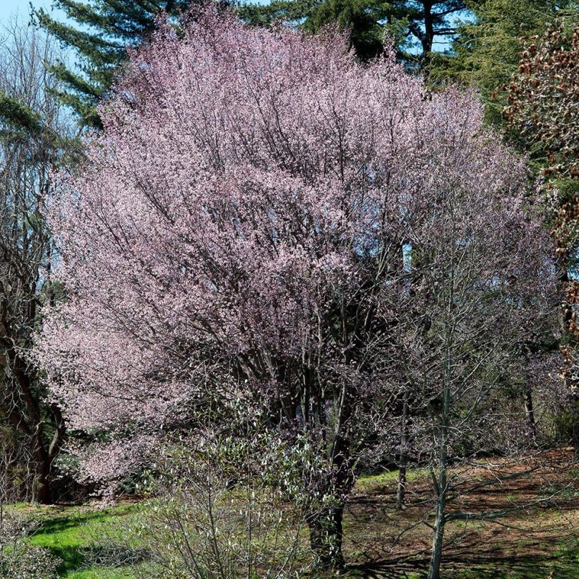 Cerisier à fleurs de Sargent - Prunus sargentii  (Plant habit)