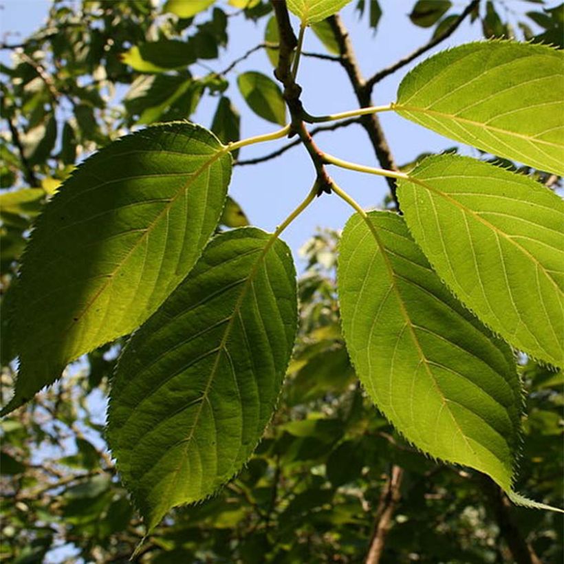 Prunus serrula Amber Scots - Cerisier du Tibet  (Foliage)