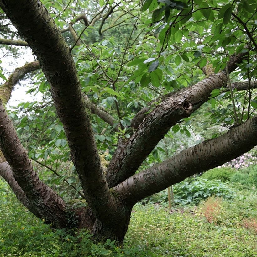 Cerisier à fleurs - Prunus serrulata Tai-haku (Plant habit)