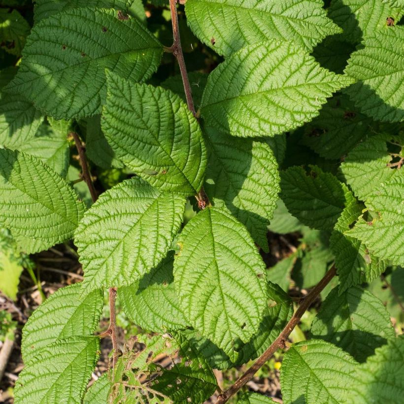Ragouminier - Prunus tomentosa (Foliage)