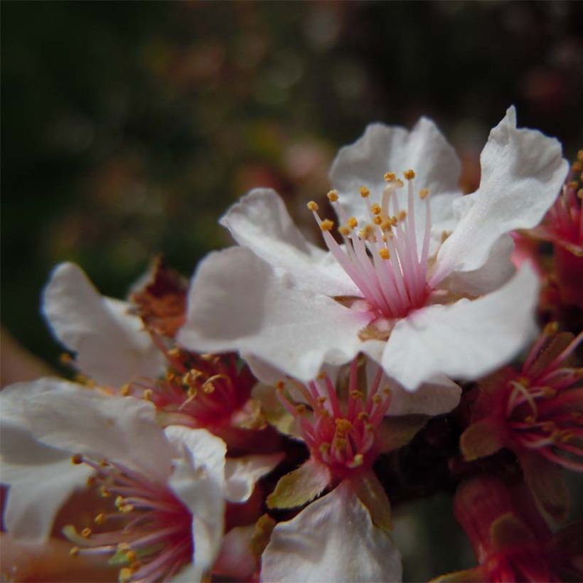 Ragouminier - Prunus tomentosa (Flowering)