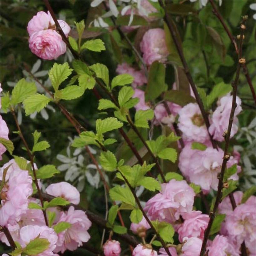 Amandier à fleurs - Prunus triloba Multiplex (Foliage)