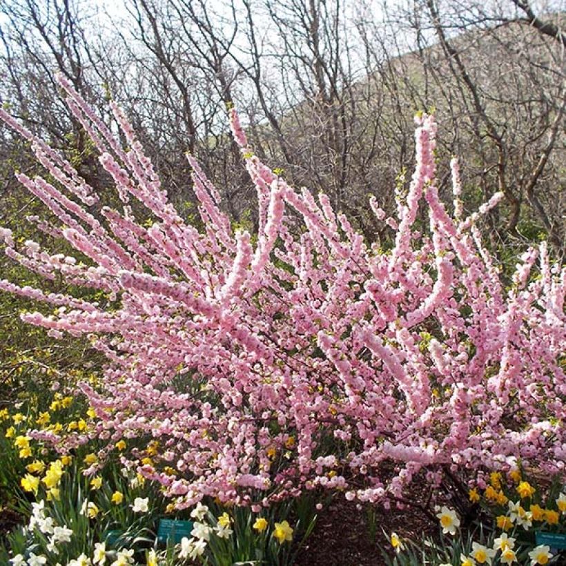 Amandier à fleurs - Prunus triloba Multiplex (Plant habit)