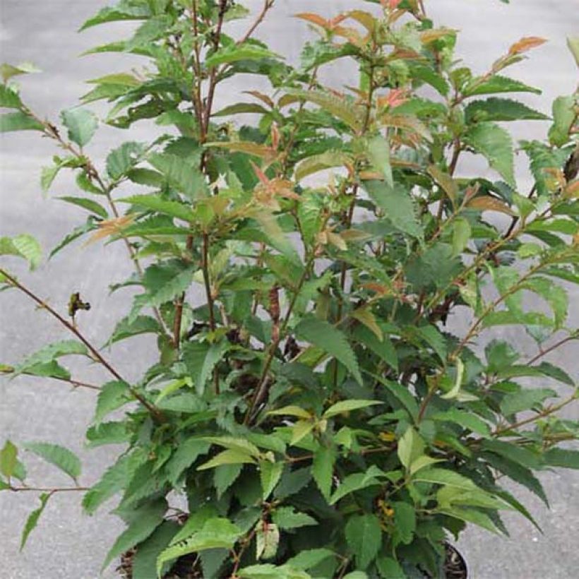 Cerisier à fleurs - Prunus subhirtella Fukubana (Foliage)
