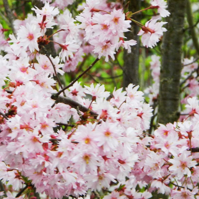 Cerisier à fleurs - Prunus subhirtella Fukubana (Flowering)