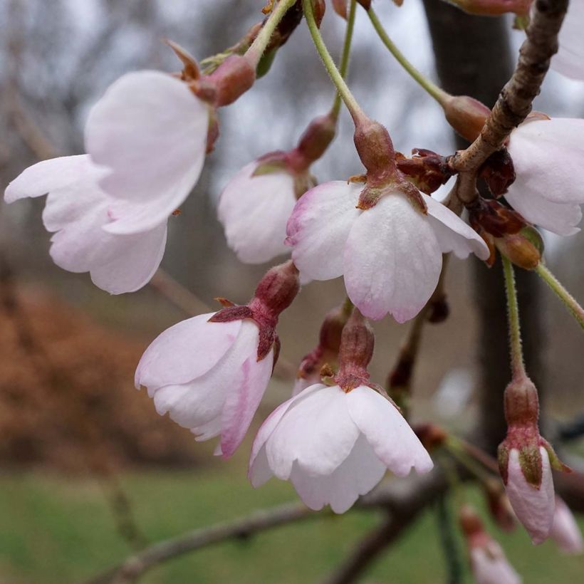 Cerisier à fleurs pleureur - Prunus yedoensis Shidare Yoshino (Flowering)