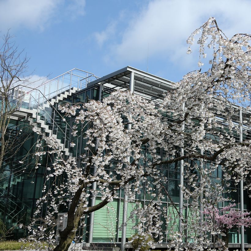 Cerisier à fleurs pleureur - Prunus yedoensis Ivensii (Plant habit)