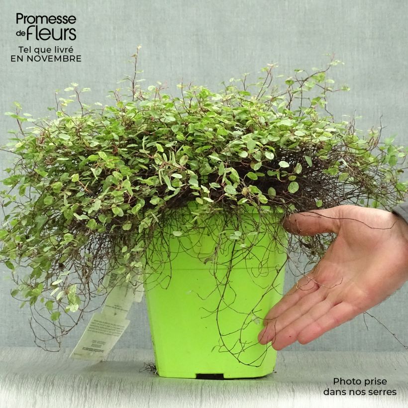 Example of Pseudanthus tasmanicus Radiance Pot de 4L/5L as you get in automne
