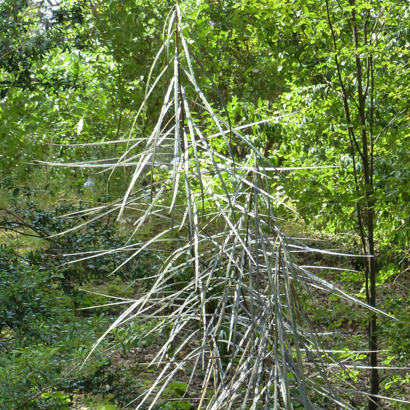 Pseudopanax crassifolius (crassifolium) (Foliage)