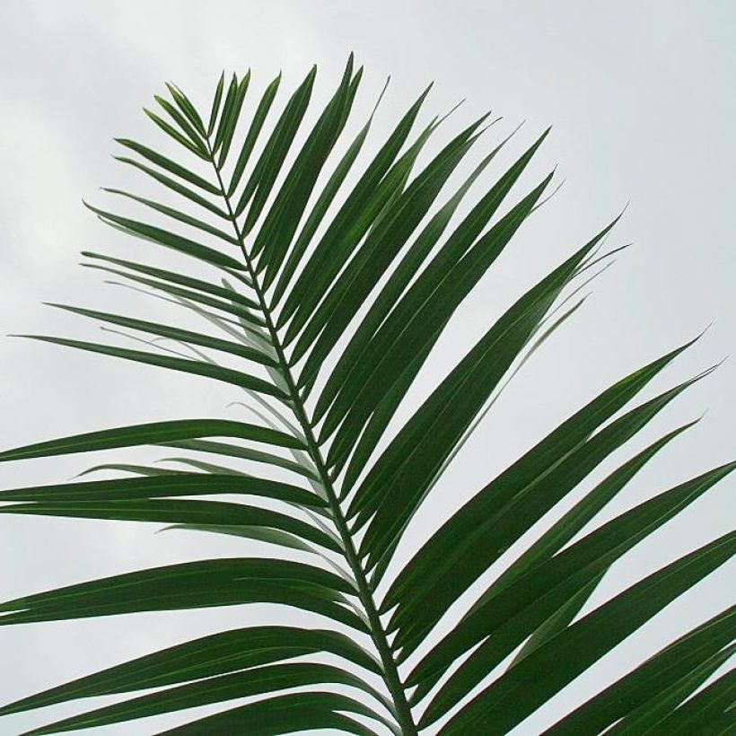 Pseudophoenix sargentii - Palmier cerise de Floride ou palmier boucanier (Foliage)