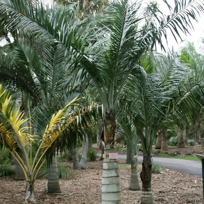 Pseudophoenix sargentii - Palmier cerise de Floride ou palmier boucanier (Plant habit)