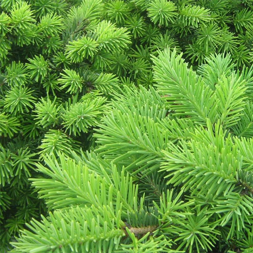 Pseudotsuga menziesii Nyrany - Douglas - Pin de l'Oregon                     (Foliage)