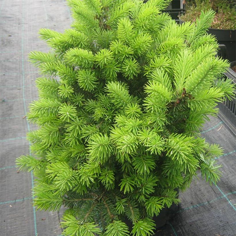 Pseudotsuga menziesii Nyrany - Douglas - Pin de l'Oregon                     (Plant habit)