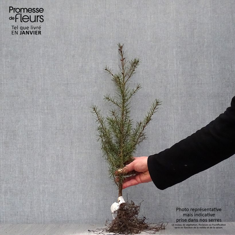 Example of Pseudotsuga menziesii (= P.douglasii) - Pin Douglas, Pin d'Oregon, Sapin de Douglas Petites Racines nues as you get in hiver