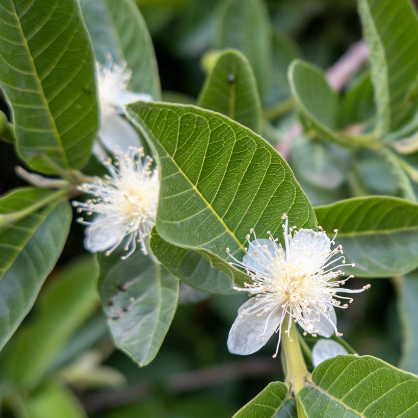 Psidium guajava Limon - goyavier citron jaune (Flowering)