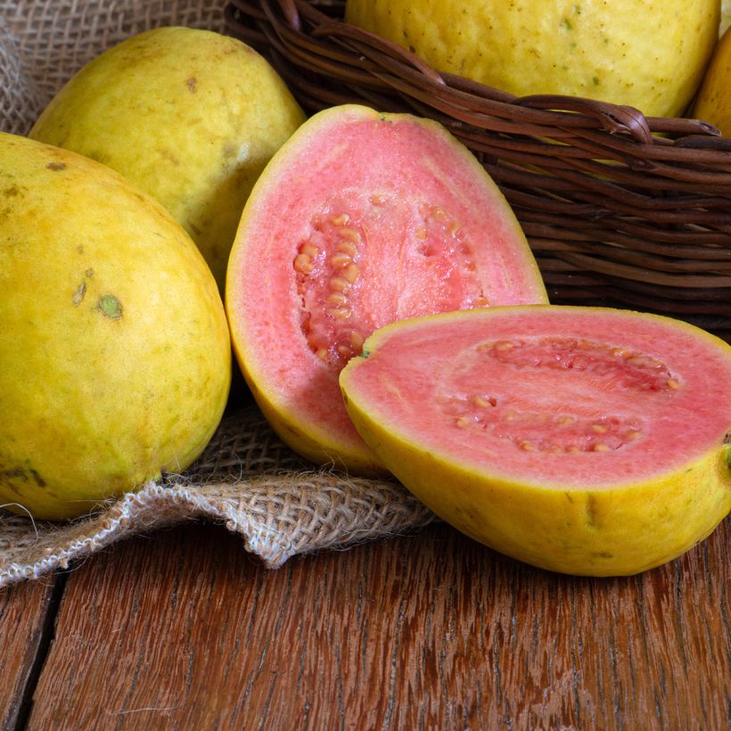 Psidium guajava Limon - goyavier citron jaune (Harvest)