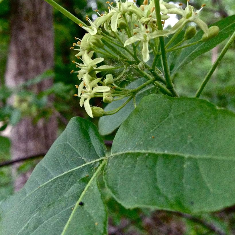 Ptelea trifoliata - Orme de Samarie (Foliage)