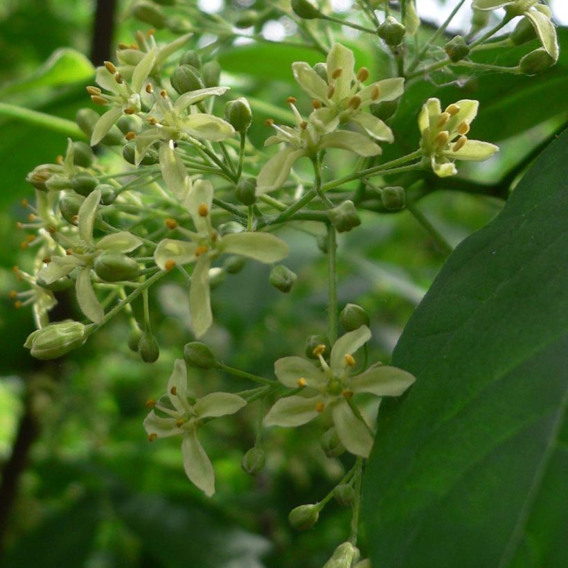 Ptelea trifoliata - Orme de Samarie (Flowering)