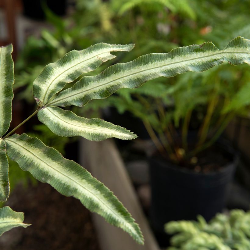Pteris nipponica - Fougère (Foliage)