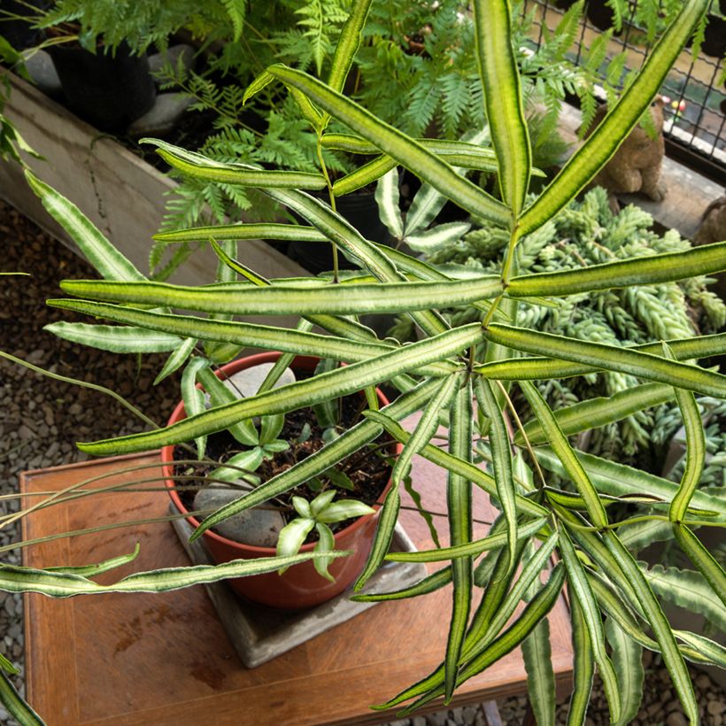 Pteris nipponica - Fougère (Plant habit)