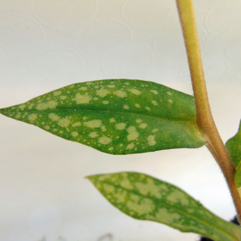 Pulmonaire hybride - Pulmonaria Margery Fish (Foliage)