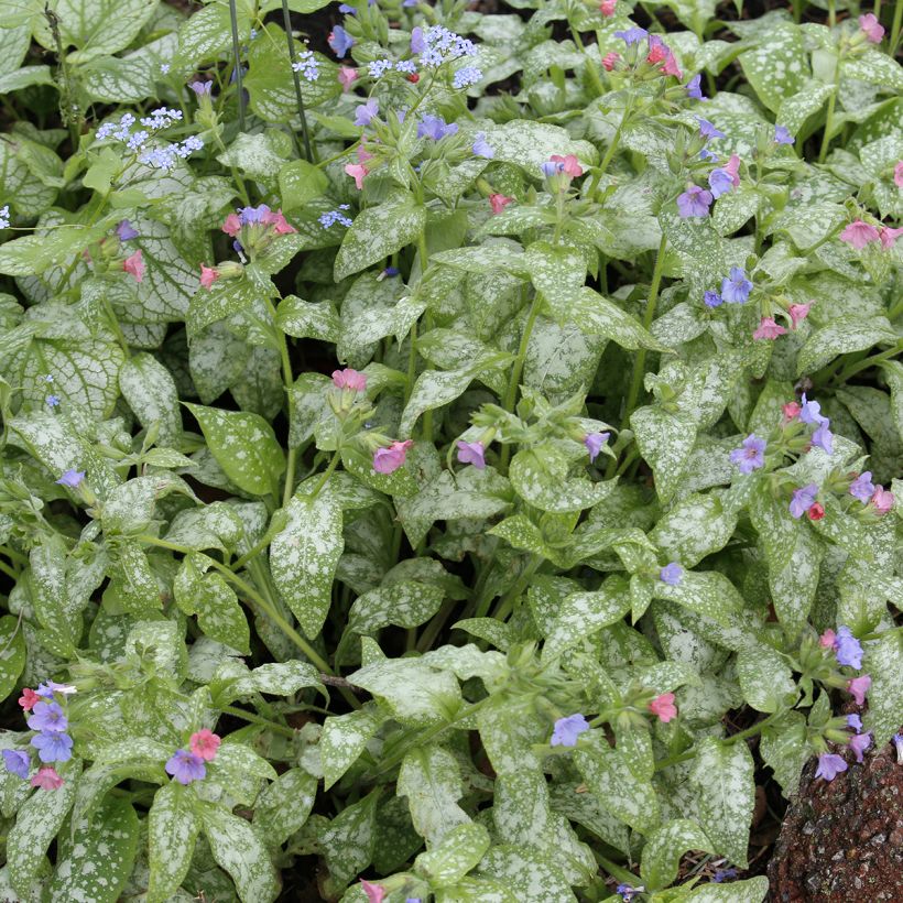 Pulmonaria Raspberry Splash - Pulmonaire hybride (Foliage)