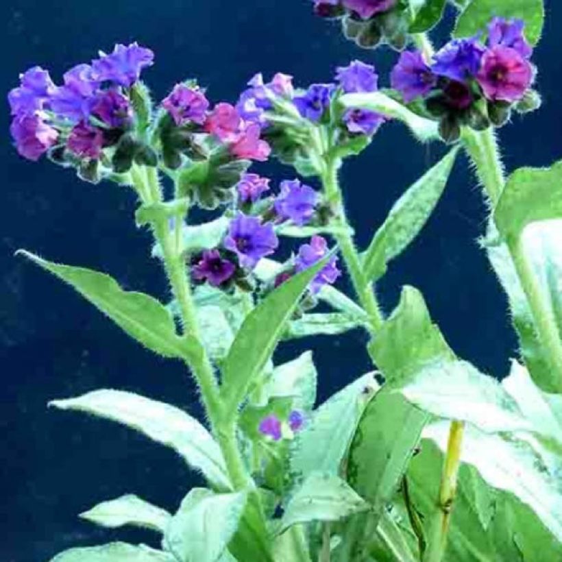 Pulmonaire hybride - Pulmonaria Diana Clare (Flowering)
