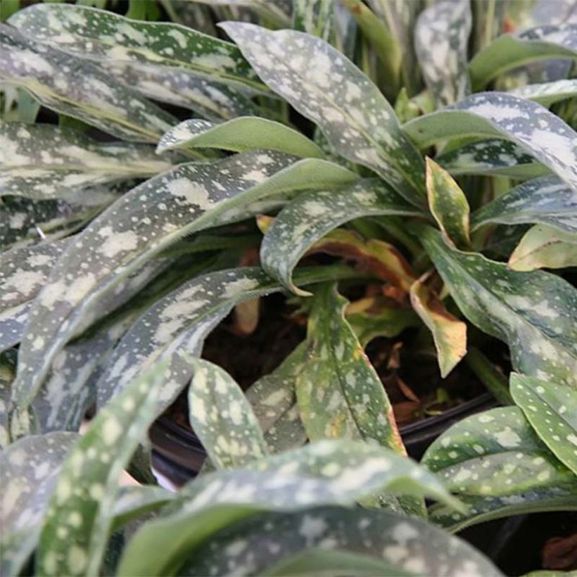 Pulmonaria longifolia E.B Anderson - Pulmonaire à longues feuilles (Foliage)