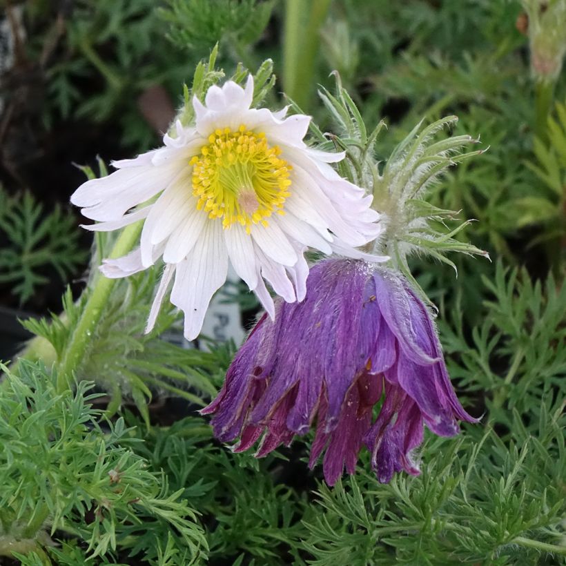 Pulsatilla vulgaris Papageno - Anémone pulsatille (Flowering)