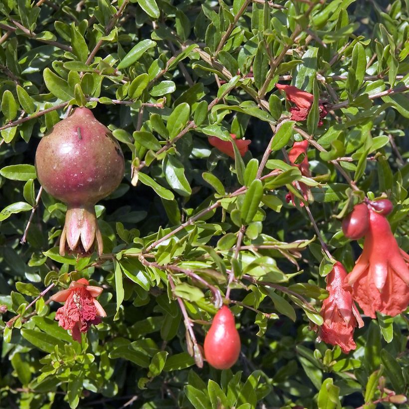 Punica granatum Nana - Grenadier nain  (Foliage)