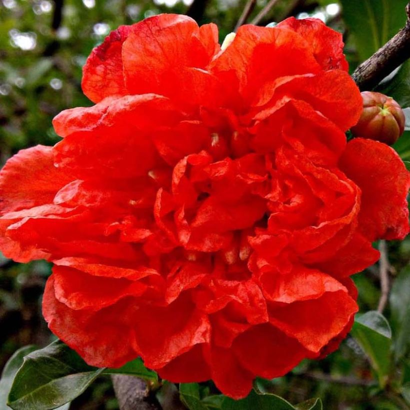 Grenadier à fleurs - Punica granatum Noshi Shibari (Flowering)