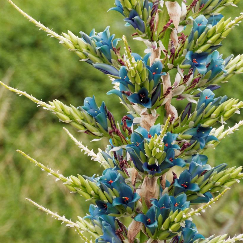 Puya alpestris - Chagual, plante mange-mouton (Flowering)