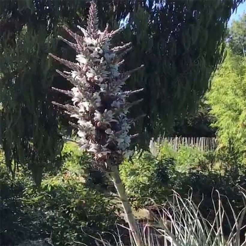 Puya castellanosii  (Flowering)