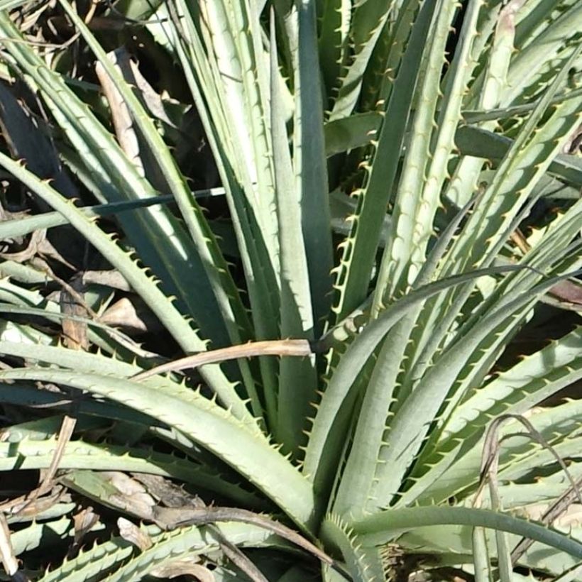 Puya venusta - Chagual (Foliage)
