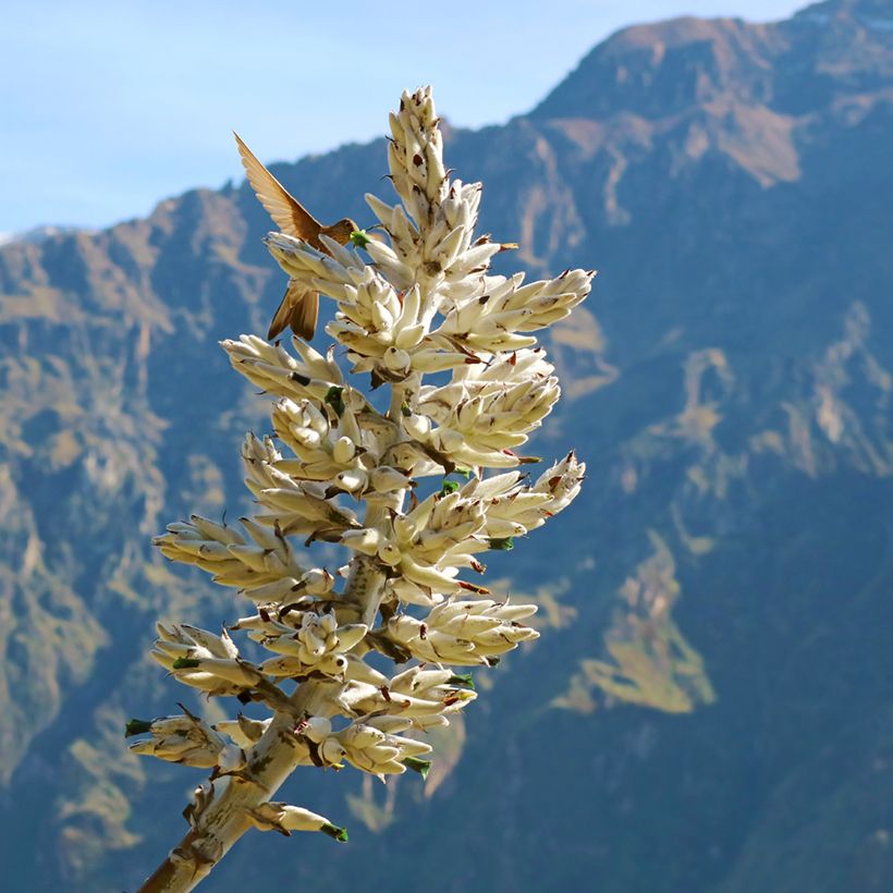 Puya weberbaueri - Broméliacée du Pérou (Flowering)