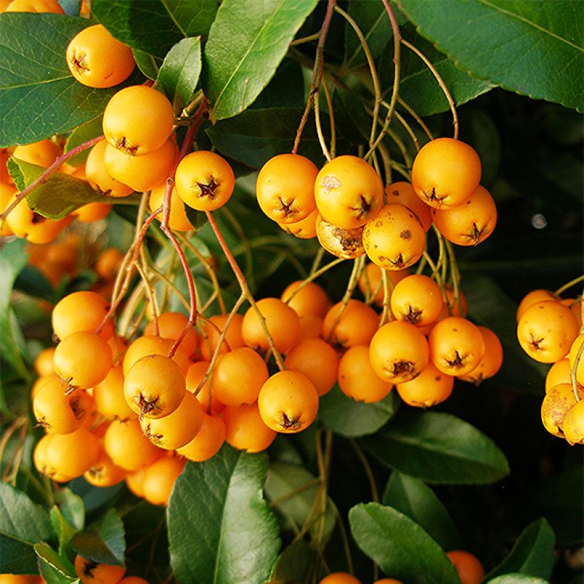 Pyracantha Golden Charmer - Buissont ardent (Harvest)